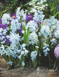 Menu Blue Blooms In Spring Collection 20 Menu Blue Blooms In Spring Collection -Holland Bulb Farms 89107 blue blooms in spring collection 2