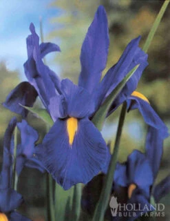 Menu Blue Blooms In Spring Collection 21 Menu Blue Blooms In Spring Collection -Holland Bulb Farms 89107 blue blooms in spring collection 3