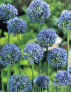 Menu Blue Blooms In Spring Collection 22 Menu Blue Blooms In Spring Collection -Holland Bulb Farms 89107 blue blooms in spring collection 4