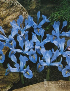 Menu Naturalizing Fall Bulb Collection -Holland Bulb Farms 89108 naturalizing fall bulb collection 10