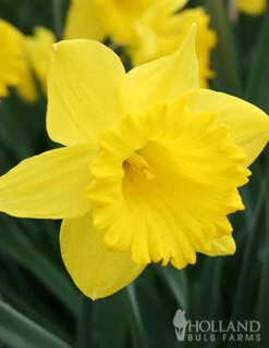 Menu Naturalizing Fall Bulb Collection -Holland Bulb Farms 89108 naturalizing fall bulb collection 3