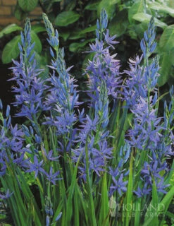 Menu Naturalizing Fall Bulb Collection -Holland Bulb Farms 89108 naturalizing fall bulb collection 5