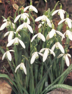 Menu Naturalizing Fall Bulb Collection -Holland Bulb Farms 89108 naturalizing fall bulb collection 7