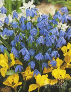 Menu Naturalizing Fall Bulb Collection -Holland Bulb Farms 89108 naturalizing fall bulb collection 8