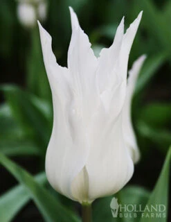 Menu The Everything Spring Garden Collection 20 Menu The Everything Spring Garden Collection -Holland Bulb Farms 89112 the everything spring garden collection 3