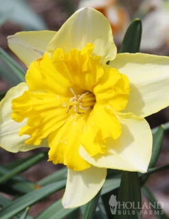 Menu The Everything Spring Garden Collection 21 Menu The Everything Spring Garden Collection -Holland Bulb Farms 89112 the everything spring garden collection 4