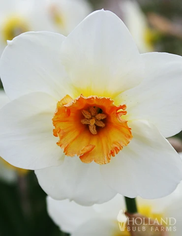 Menu The Everything Spring Garden Collection 7 Menu The Everything Spring Garden Collection - Image 5