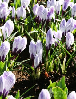 Menu The Everything Spring Garden Collection 23 Menu The Everything Spring Garden Collection -Holland Bulb Farms 89112 the everything spring garden collection 6