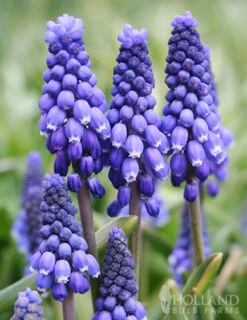 Menu The Everything Spring Garden Collection 24 Menu The Everything Spring Garden Collection -Holland Bulb Farms 89112 the everything spring garden collection 7