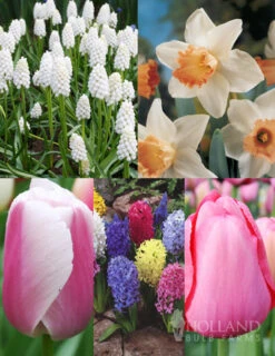 Menu Border Of Blooms Collection