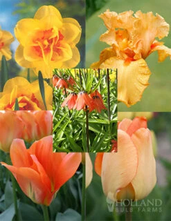 Menu Orange Ovation Collection