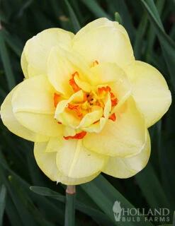 Menu Orange Ovation Collection -Holland Bulb Farms 89123 orange ovation collection 4