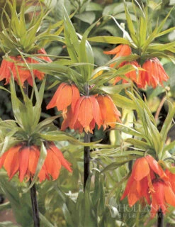 Menu Orange Ovation Collection -Holland Bulb Farms 89123 orange ovation collection 5