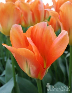 Menu Orange Ovation Collection -Holland Bulb Farms 89123 orange ovation collection 6