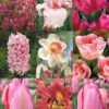 Menu Tickled Pink Collection -Holland Bulb Farms 89124 5
