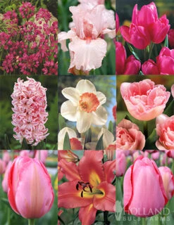 Menu Tickled Pink Collection