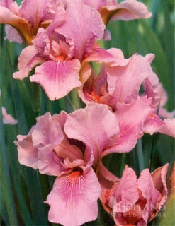 Menu Tickled Pink Collection -Holland Bulb Farms 89124 tickled pink collection