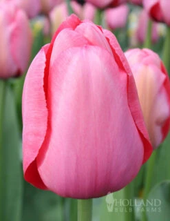 Menu Tickled Pink Collection -Holland Bulb Farms 89124 tickled pink collection 4