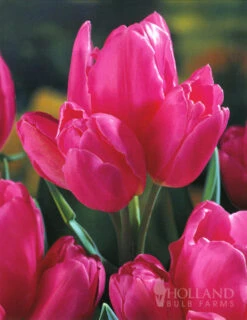 Menu Tickled Pink Collection -Holland Bulb Farms 89124 tickled pink collection 5