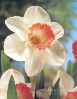 Menu Tickled Pink Collection -Holland Bulb Farms 89124 tickled pink collection 6