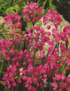 Menu Tickled Pink Collection -Holland Bulb Farms 89124 tickled pink collection 7