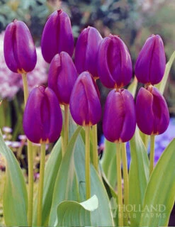 Menu Purple Pizzazz Collection 27 Menu Purple Pizzazz Collection -Holland Bulb Farms 89126 purple pizzazz collection 10