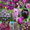Menu Purple Pizzazz Collection -Holland Bulb Farms 89126 purple pizzazz collection
