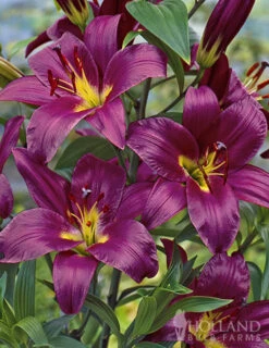 Menu Purple Pizzazz Collection 28 Menu Purple Pizzazz Collection -Holland Bulb Farms 89126 purple pizzazz collection 11