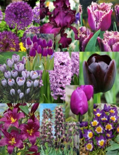 Menu Purple Pizzazz Collection