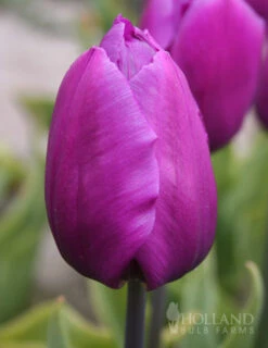 Menu Purple Pizzazz Collection 20 Menu Purple Pizzazz Collection -Holland Bulb Farms 89126 purple pizzazz collection 3