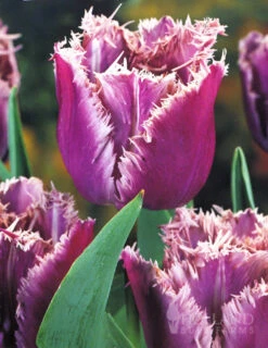 Menu Purple Pizzazz Collection 21 Menu Purple Pizzazz Collection -Holland Bulb Farms 89126 purple pizzazz collection 4