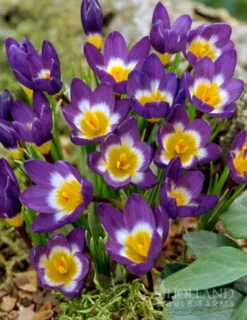 Menu Purple Pizzazz Collection 24 Menu Purple Pizzazz Collection -Holland Bulb Farms 89126 purple pizzazz collection 7