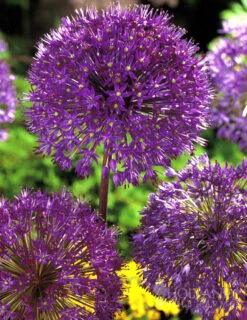 Menu Purple Pizzazz Collection 25 Menu Purple Pizzazz Collection -Holland Bulb Farms 89126 purple pizzazz collection 8