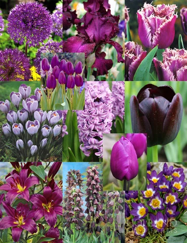 Menu Purple Pizzazz Collection 3 Menu Purple Pizzazz Collection