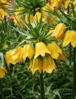 Menu Bright And Sunny Yellow Collection -Holland Bulb Farms 89127 bright and sunny yellow collection 10