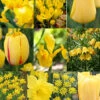 Menu Bright And Sunny Yellow Collection -Holland Bulb Farms 89127 bright and sunny yellow collection