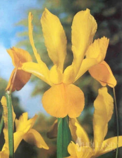 Menu Bright And Sunny Yellow Collection -Holland Bulb Farms 89127 bright and sunny yellow collection 11