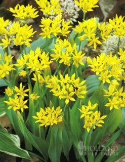 Menu Bright And Sunny Yellow Collection -Holland Bulb Farms 89127 bright and sunny yellow collection 12