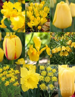 Menu Bright And Sunny Yellow Collection