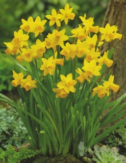 Menu Bright And Sunny Yellow Collection -Holland Bulb Farms 89127 bright and sunny yellow collection 3