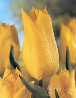 Menu Bright And Sunny Yellow Collection -Holland Bulb Farms 89127 bright and sunny yellow collection 4