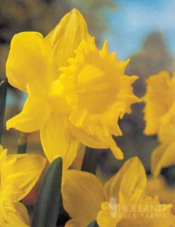 Menu Bright And Sunny Yellow Collection -Holland Bulb Farms 89127 bright and sunny yellow collection 7