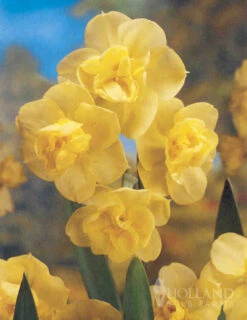 Menu Bright And Sunny Yellow Collection -Holland Bulb Farms 89127 bright and sunny yellow collection 8