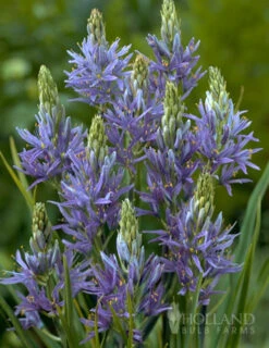 Menu River Of Blue Garden Collection -Holland Bulb Farms 89128 river of blue garden collection 3