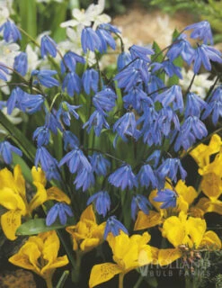 Menu River Of Blue Garden Collection -Holland Bulb Farms 89128 river of blue garden collection 5