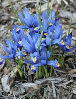 Menu River Of Blue Garden Collection -Holland Bulb Farms 89128 river of blue garden collection 7