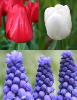 Menu Red, White And Blue Collection