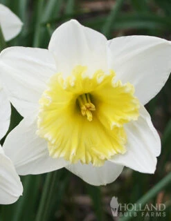 Menu Small Space Red, White And Blue Kit -Holland Bulb Farms 89132 small space red white and blue kit 3