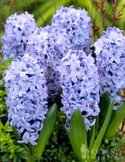 Menu Small Space Red, White And Blue Kit -Holland Bulb Farms 89132 small space red white and blue kit 4