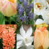 Menu Fragrant Mix Collection -Holland Bulb Farms 89134 fragrant mix collection